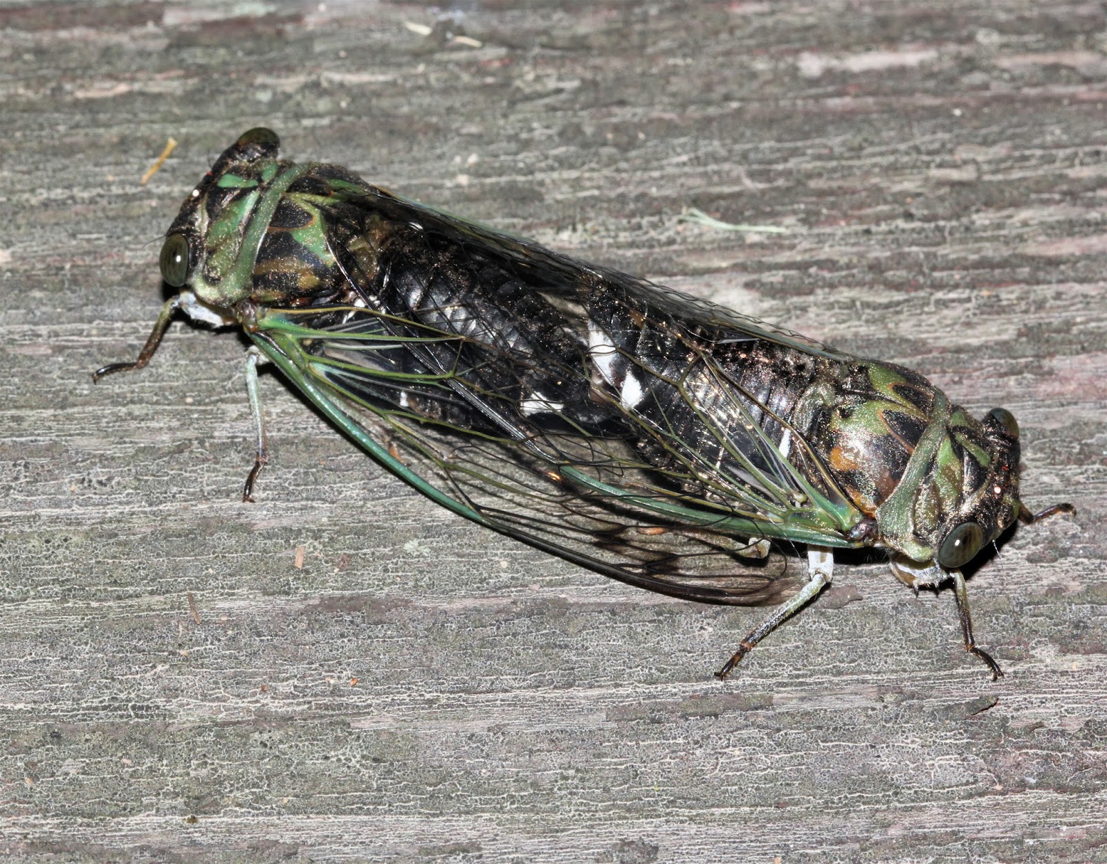 Sweating the Small Stuff: Frogs, toads, spiders, bugs, and a Spiny Oak-slug