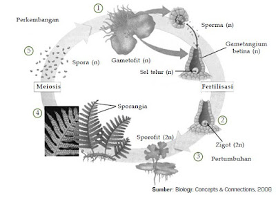 Klasifikasi Kingdom Plantae dari Tumbuhan Berpembuluh Tidak Berbiji (Tumbuhan Paku)