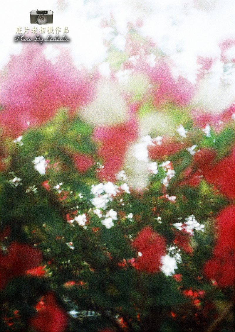 Olympus單眼相機|Olympus Pen EE3半格底片相機
