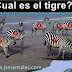 Cual de todos es el tigre?