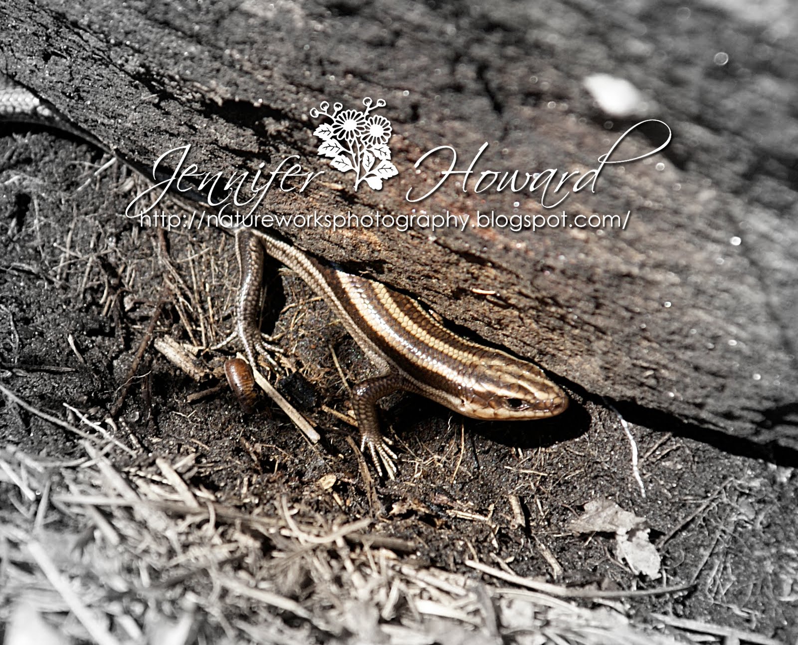 Nature Works Photography 5 lined skink & red backed salamander