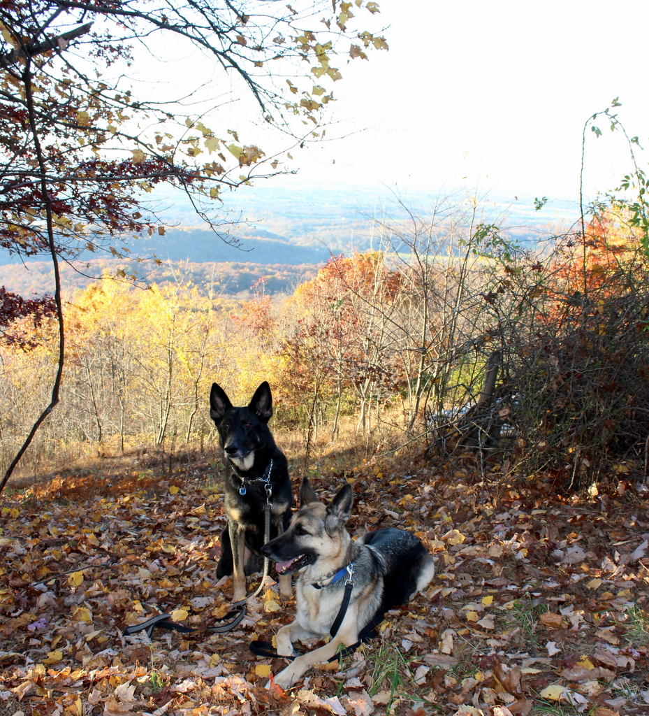 Lagniappe's Lair Appalachian Trail with my dog pals