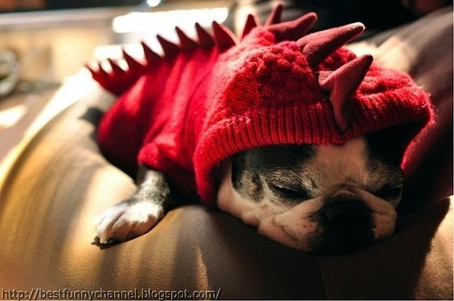 Funny dog dragon.