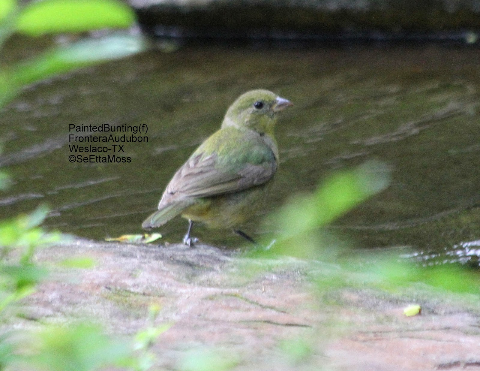 Female Painted Bunting Xploring The Nature