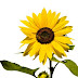 Free PNG download: Sunflower 01