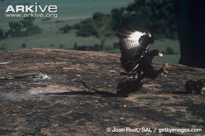 eagle catch hyrax