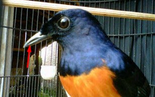 Mengetahui Katuranggan Pada Burung Murai Batu Yang Bagus Dari Segi Fisik Paling Akurat Kicau Mania