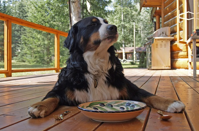 Bernese-Mountain-dog-having-dinner