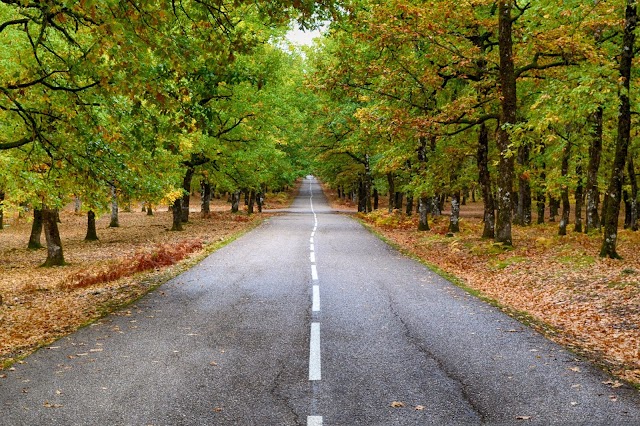 PHOTOGRAPHY: Grey Concrete Road in the Middle of Dried Leaves by Dana Tentis