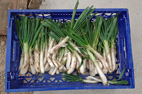 Pile of calçots in a blue box by Carlos Lorenzo