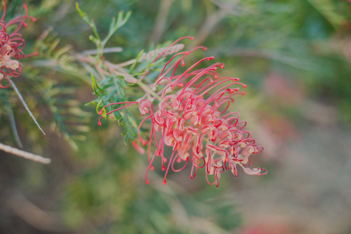 australian native flowers australian natives