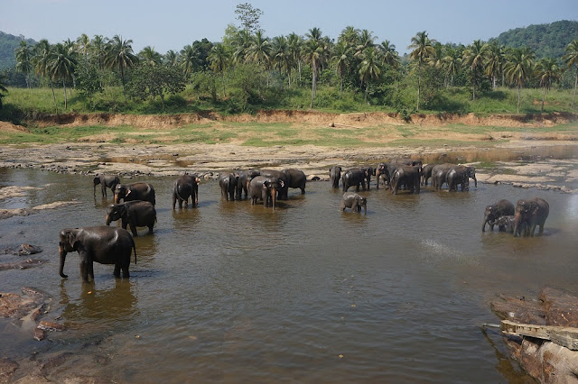 Elephants Udawalawe National Park Sri Lanka Elephants Udawalawe National Park Sri Lanka