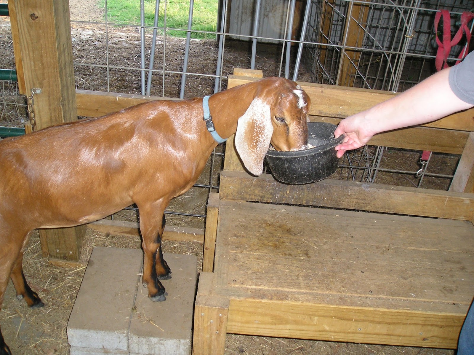 Чем кормят домашних коз. Корм для коз. Кормление коз. Зерносмесь для дойных коз. Коза болтушка.