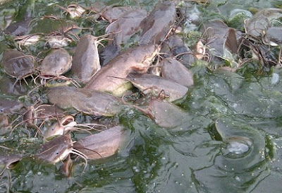 cara budidaya ikan lele,ternak lele sangkuriang organik,sangkuriang,sangkuriang di kolam tanah,di kolam terpal,dalam drum,di kolam tembok,budi daya ikan lele sangkuriang, cara budidaya ikan lele,ternak lele sangkuriang organik,sangkuriang,sangkuriang di kolam tanah,di kolam terpal,dalam drum,di kolam tembok,budi daya ikan lele sangkuriang,