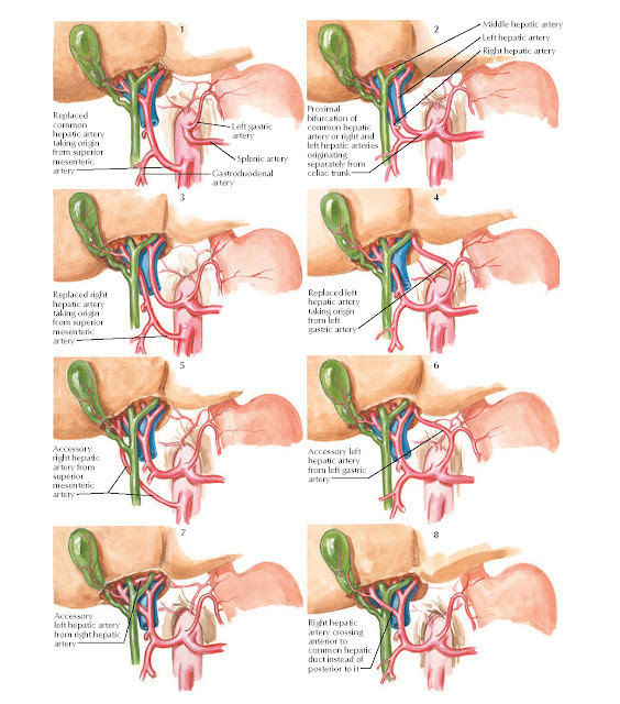 Variations in Hepatic Arteries Anatomy