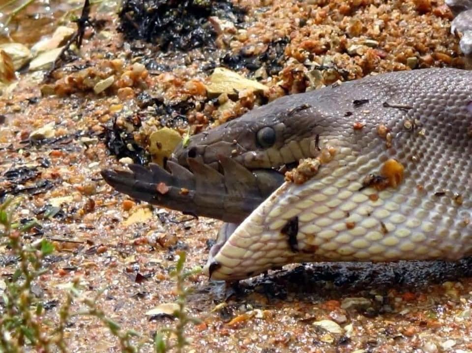 Píton é apanhada a devorar um crocodilo Píton é apanhada a devorar um crocodilo