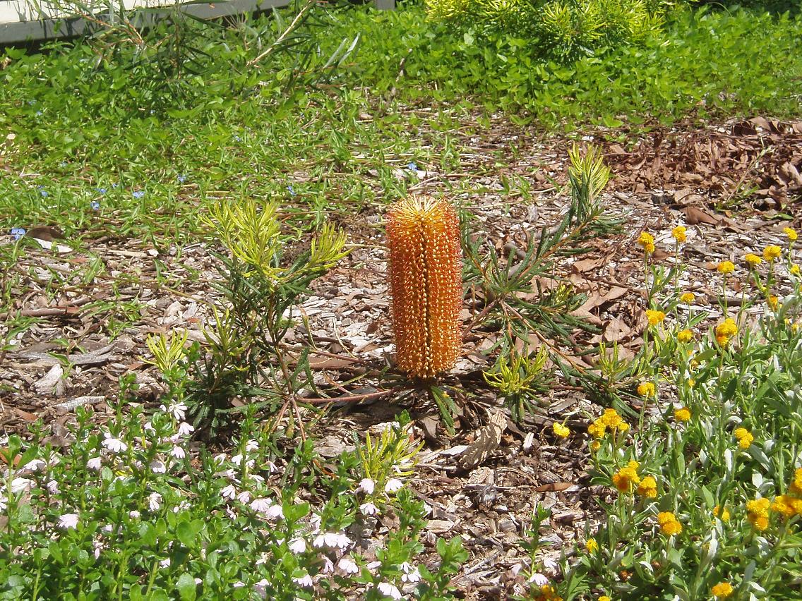 Try growing Banksias Growing Illawarra Natives