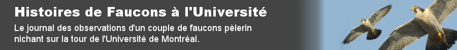 Histoires de Faucons à l'Université