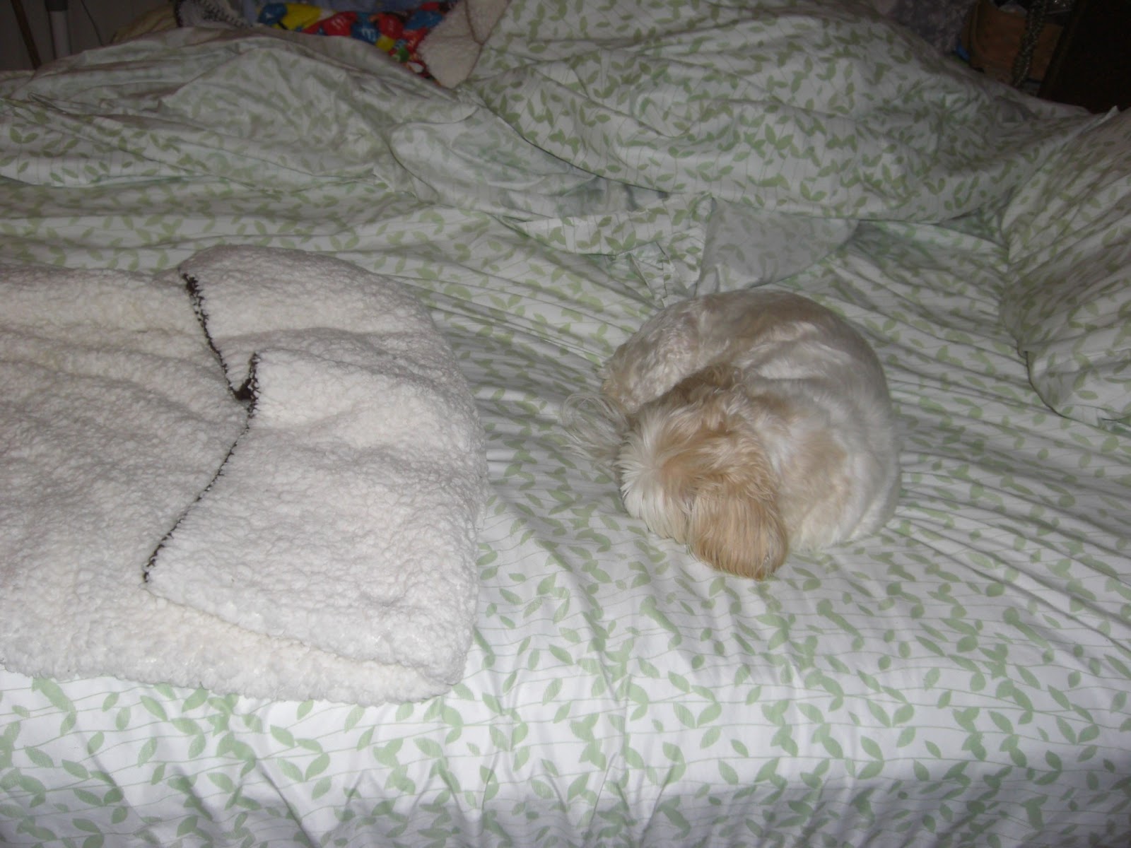 Busy, Busy Buttons Bed Hog Dog