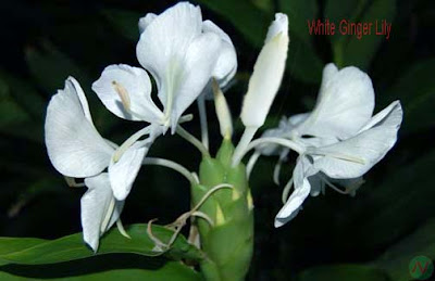white ginger lily flower, white finger lily