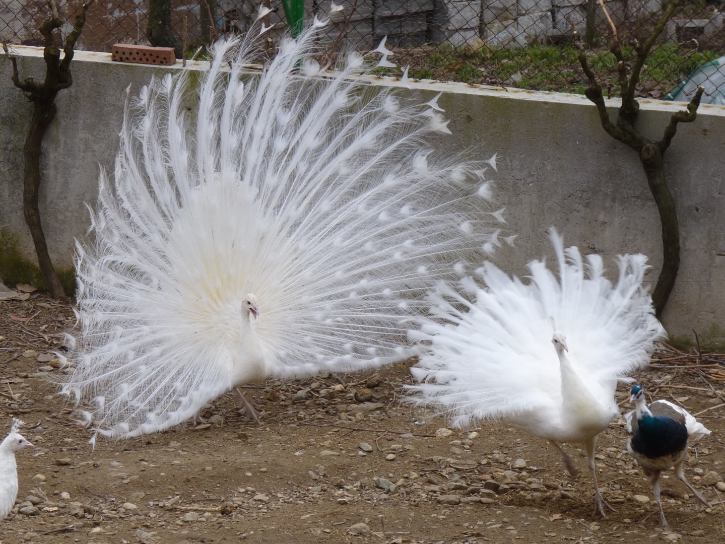 www.peacock.bg: БЯЛА СНЕЖИНКА (White Peafowls - Snowflake)