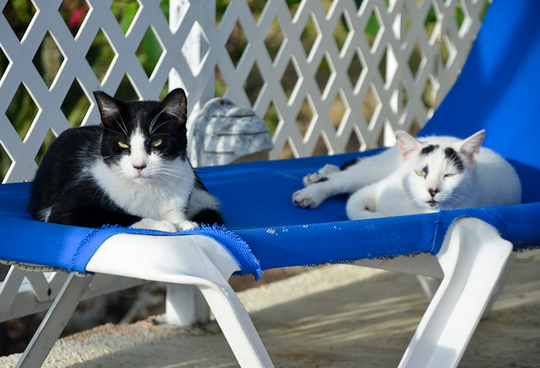 Sunbathing cats from Maho Beach St. Martin