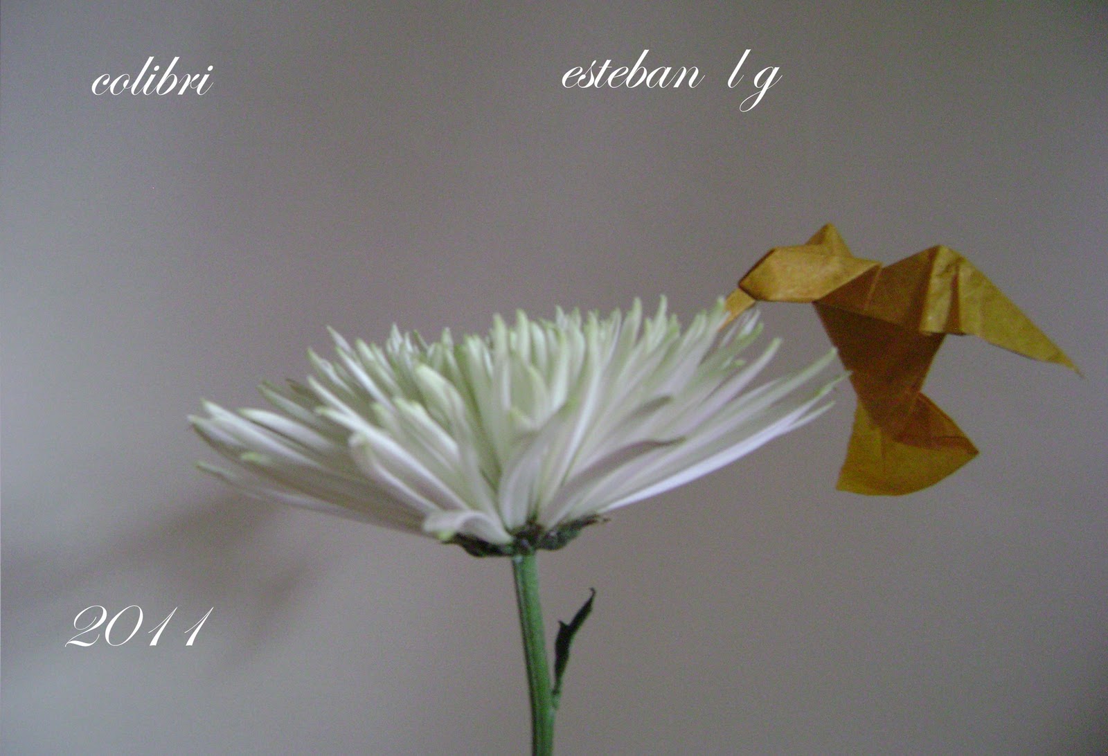 DOBLANDO Y PLEGANDO: COLIBRI