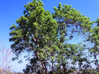 Green Leaves Of The Tree In The Dry Season In Banjar Kuwum, Ringdikit, North Bali, Indonesia