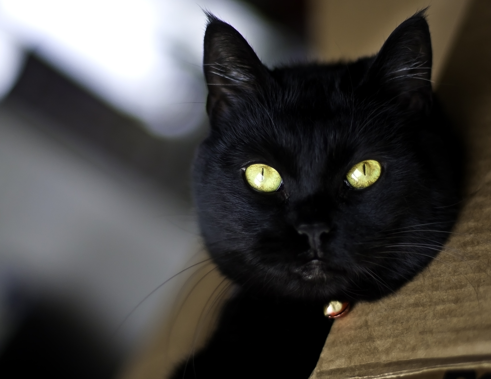 Puppycatandmouse/KimK Widmark Playful Black Kitty Cat in a box Omaha