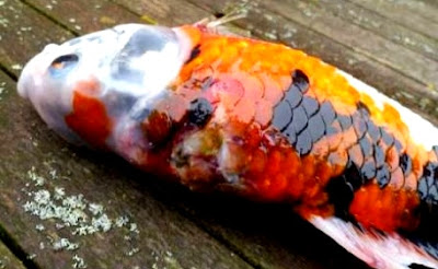 Penyakit Ikan Koi Penyakit Ikan Koi