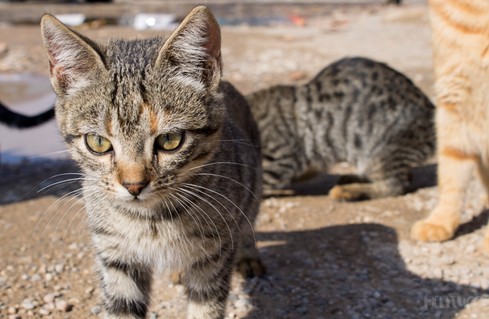 Excursioneando Alquézar