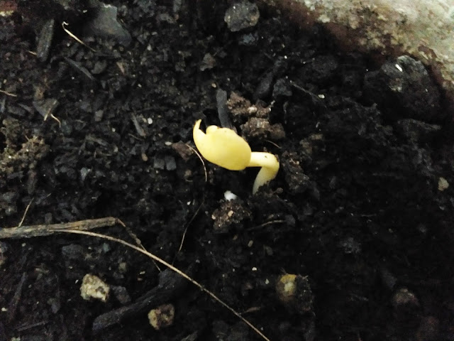 Don Diego de Noche (Mirabilis jalapa L.).