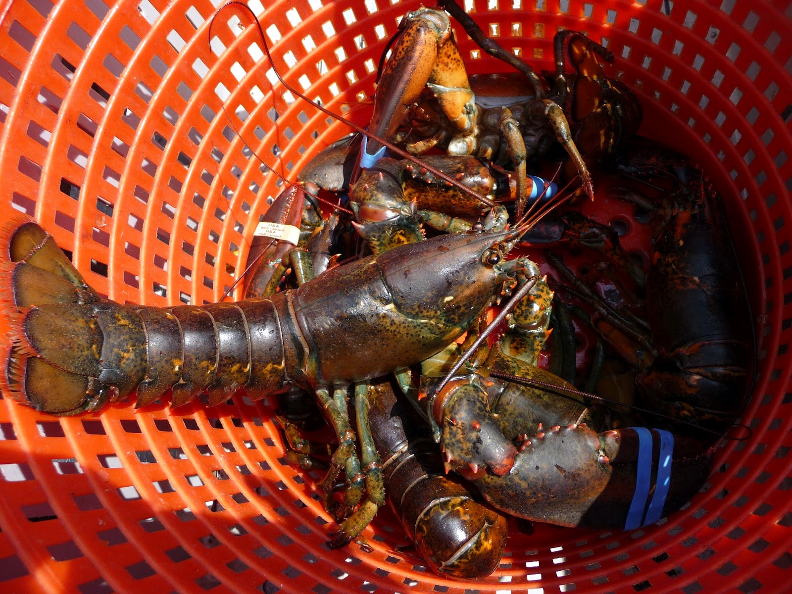 Chef Bolek: A Day in the Life of a Lobster Fisherman