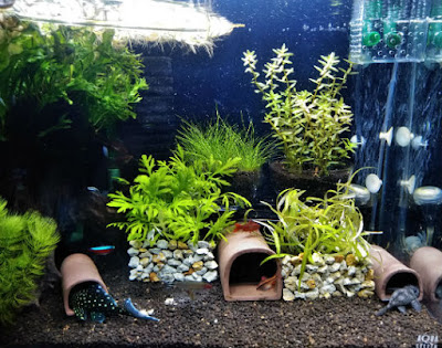 カモフラージュしている水草をとるとそこには鉢と台が・・・