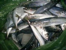 Warna Warni: Tips Membeli Ikan Segar