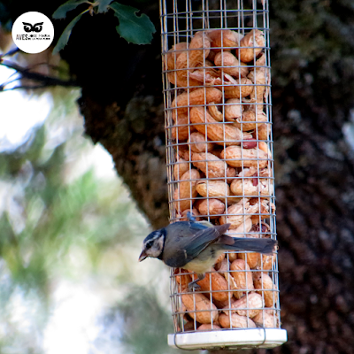 Herrerillo común (Cyanistes caeruleus) en un comedero para aves.