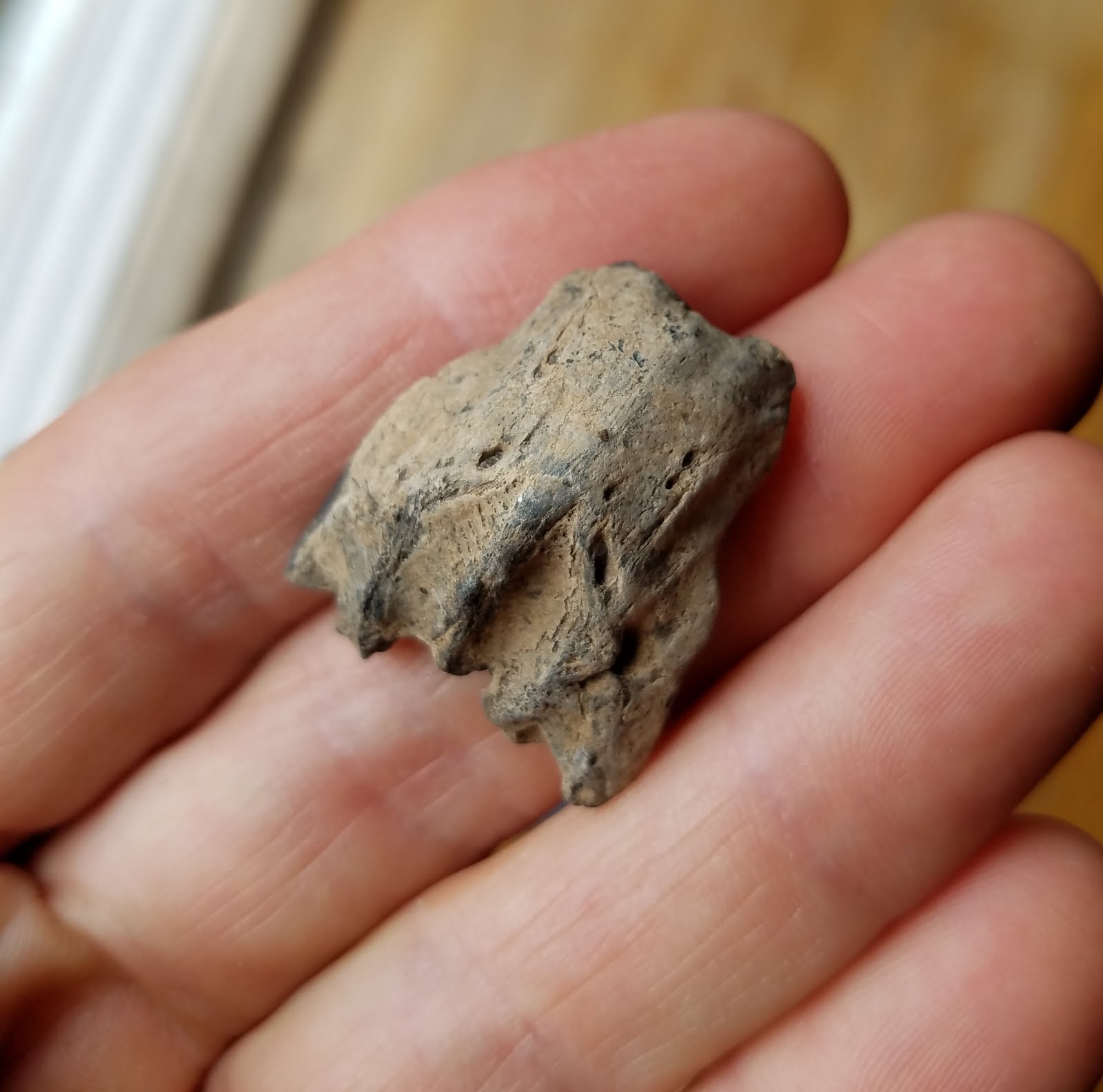 Puffer Fish Teeth Fossil