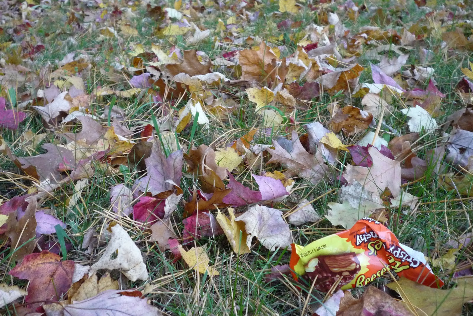 Vermont Leaf Peeping & Leaf Litter. See Beleave it or not leaf. South