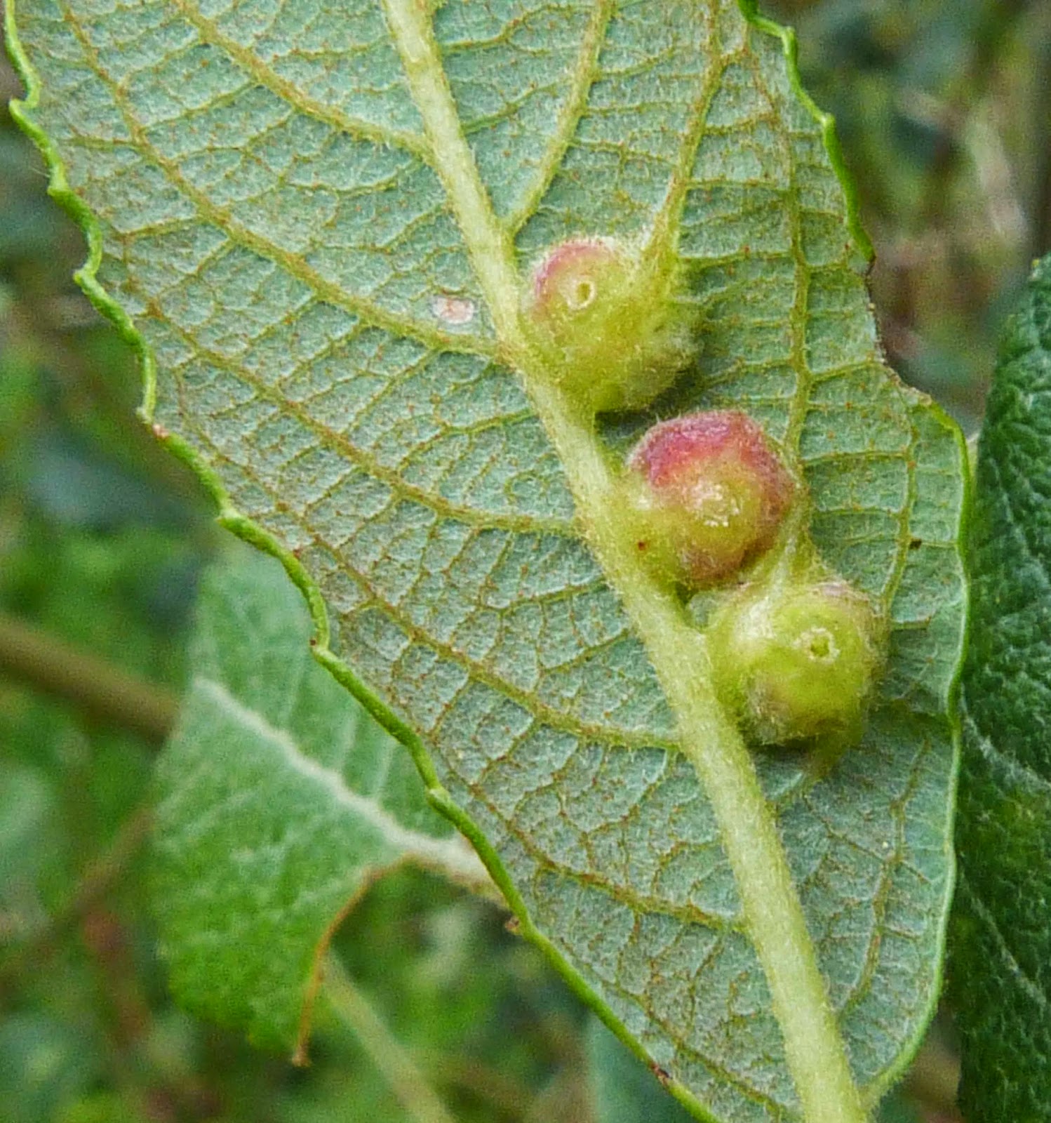 Insects of Scotland Galls/Leafminers
