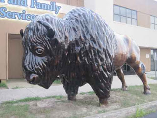 Calf & Herd Services Buffalo.