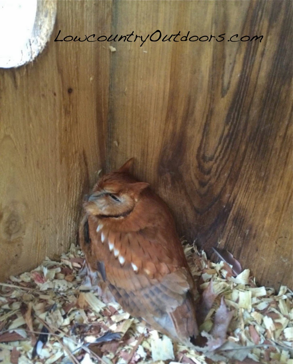 Lowcountry outdoors Wood Duck Box Spring Maintenance