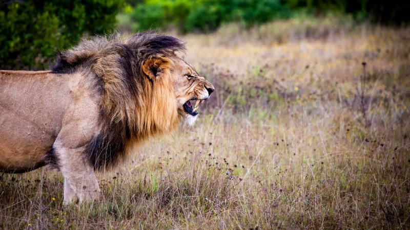 Lion King 2 in Wild Africa
