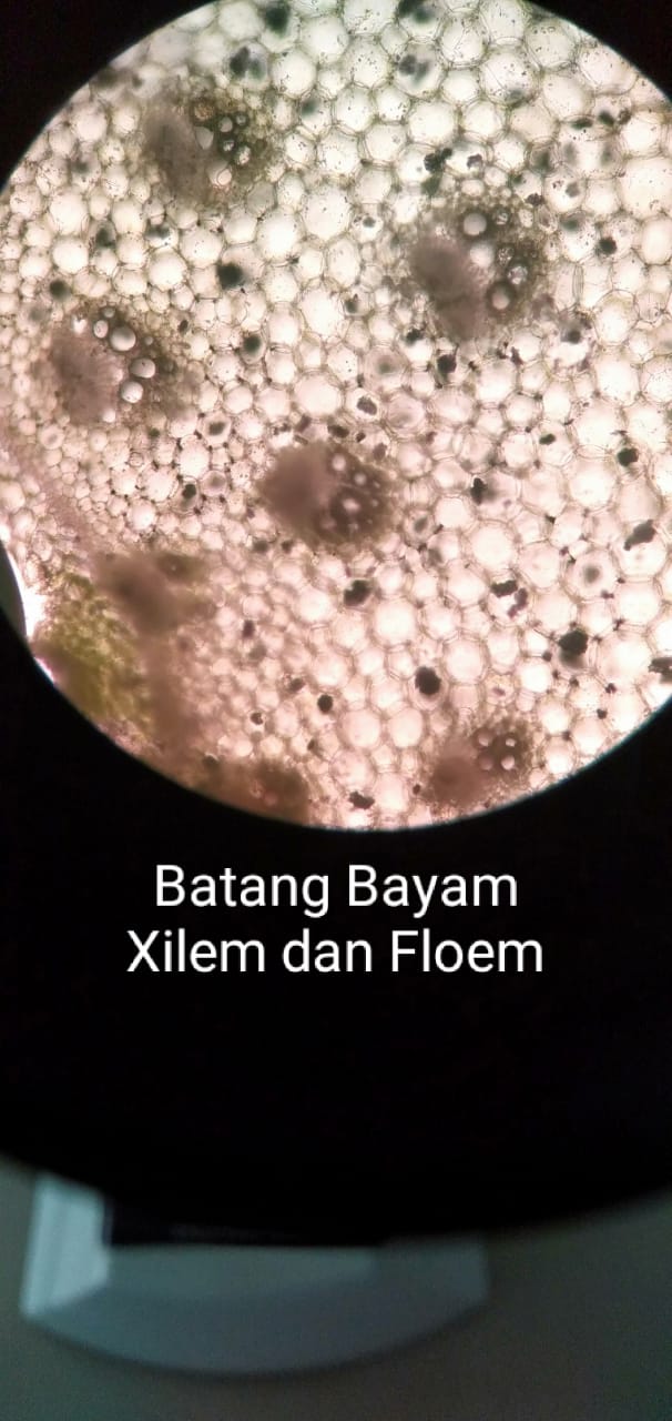 Praktik Botani Iv Laporan Praktikum Melihat Xilem Dan Floem Pada Batang