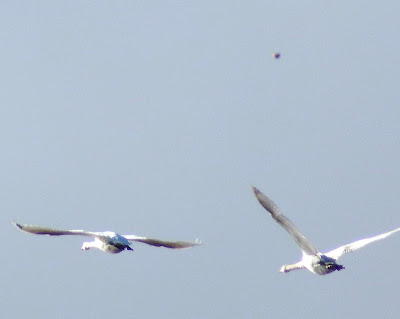 swan%2Bufo%2B1%2B %2BCopy