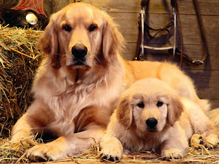 GoGolden Retriver La Mejor Mascota Para Los Niñoslden Retriver La Mejor Mascota Para Los Niños Golden Retriver La Mejor Mascota Para Los Niños