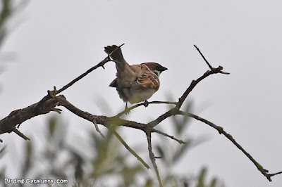 Pardal xarrec (Passer montanus)