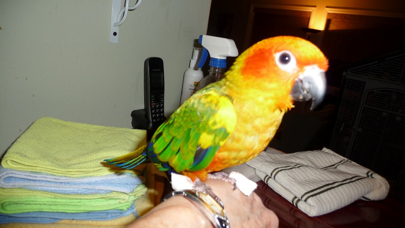 Beaker's Parrot Place