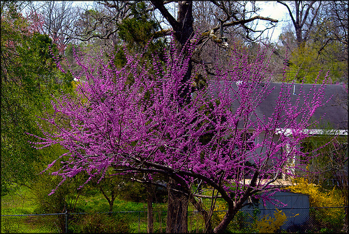 Pictures Of Purple Spring Trees 22