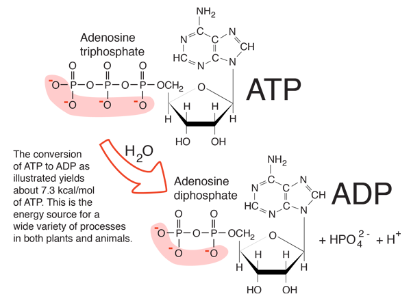 proses penguraian ATP menjadi ADP dengan cara melepas satu phosphat