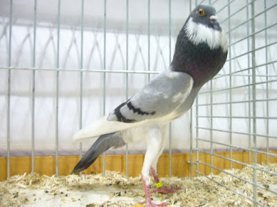 pouter pigeons